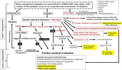 Patterns and unique features of infantile cholestasis among Arabs